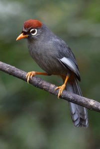 Chestnut Capped Laughingthrush