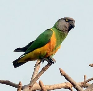 Senegal Parrot