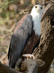 African Fish Eagle