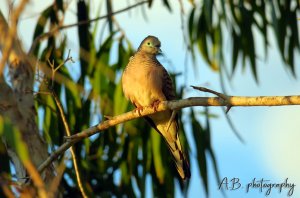 Peaceful dove