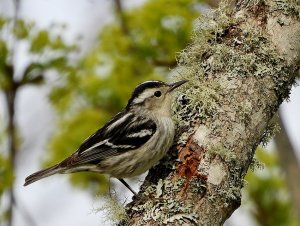 Black and White Warbler