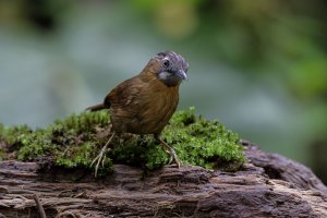 Grey Throated Babbler