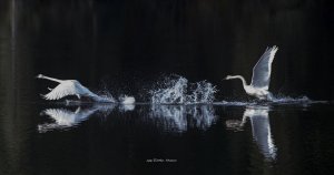 Trumpeter Swans