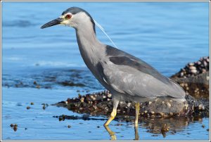 Black-crowned night heron