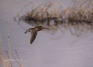 Short Billed Dowitcher On The Wing