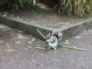 Grey Squirrel