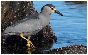 Another black-crowned night heron