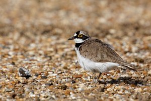 Little Ringed Plover