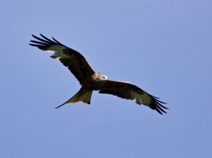 Red kite