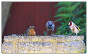 Robin, sparrow and goldfinch