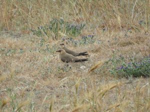 Collared Pratincole