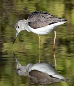 Wood Sandpiper