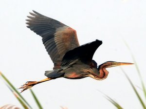 Purple Heron