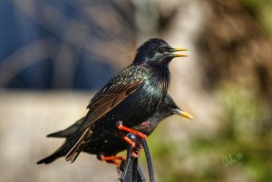 Noisey Starling