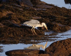 Grey heron