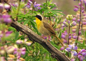 Yellowthroat and Lupine flowers
