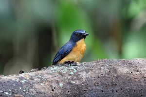 Mangrove Blue Flycatcher