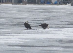 Bald Eagles Dining On Fish