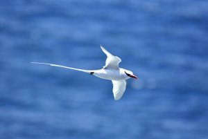 Red-Billed Tropicbird..  Fuerteventura May 2018