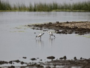 Avocets