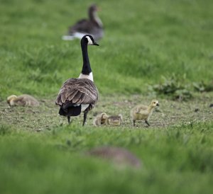 Walking the little ones