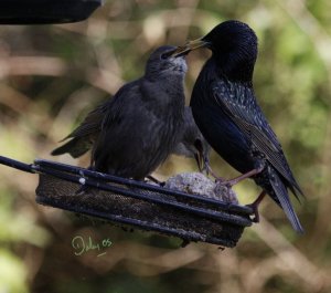 Starling feeding