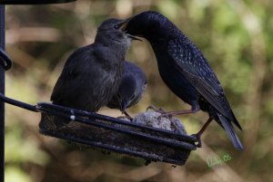Starling feeding