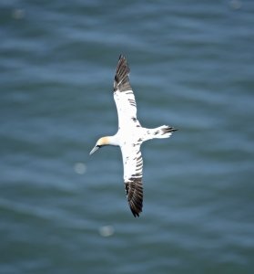 Gannet