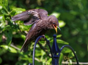 Hungry starling
