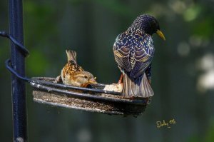 starling and sparrow