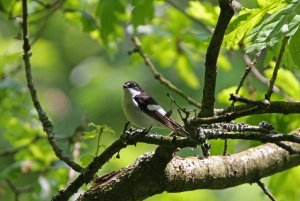 Male Pied Flycatcher