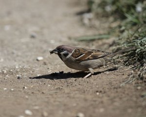 Tree sparrow