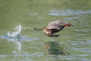 Little grebe