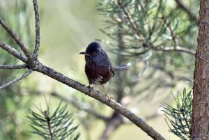 Dartford Warbler.. Dorset. May 2018