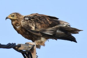 Egyptian Vulture.. Fuerteventura