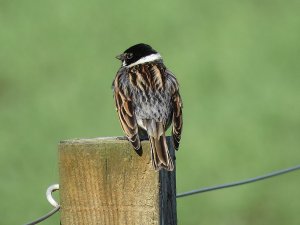 reedbunting