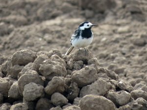 pied wagtail