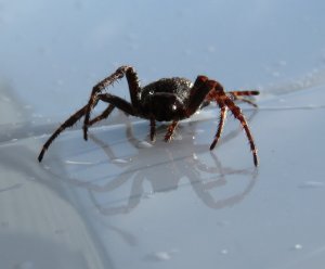 spider uk