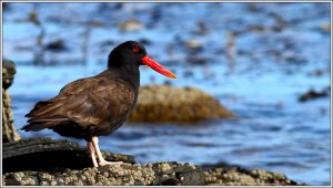 Blackish oystercatcher