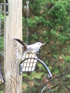 Leucistic Gray Catbird