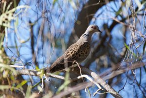 Turtle Dove.. Fuerteventura