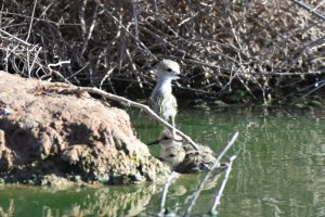 Black Winged Stilts.. Fuerteventura