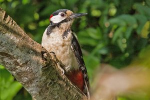 A male Great Spotted Woodpecker