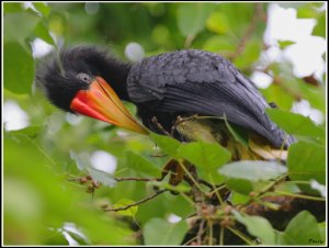 Rhinoceros Hornbill juv.