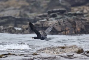 Cormorant