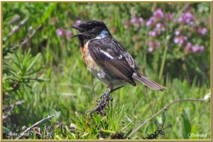 Stonechat