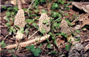 White Morels