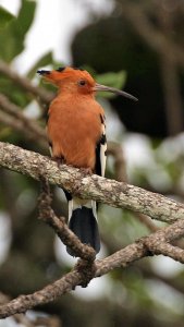 Hoopoe