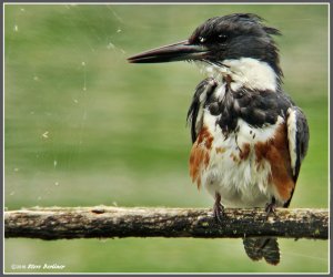 Belted Kingfisher