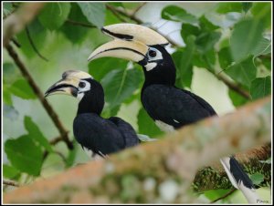 Oriental Pied Hornbill